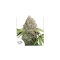 CBD Charlotte's Angel ®